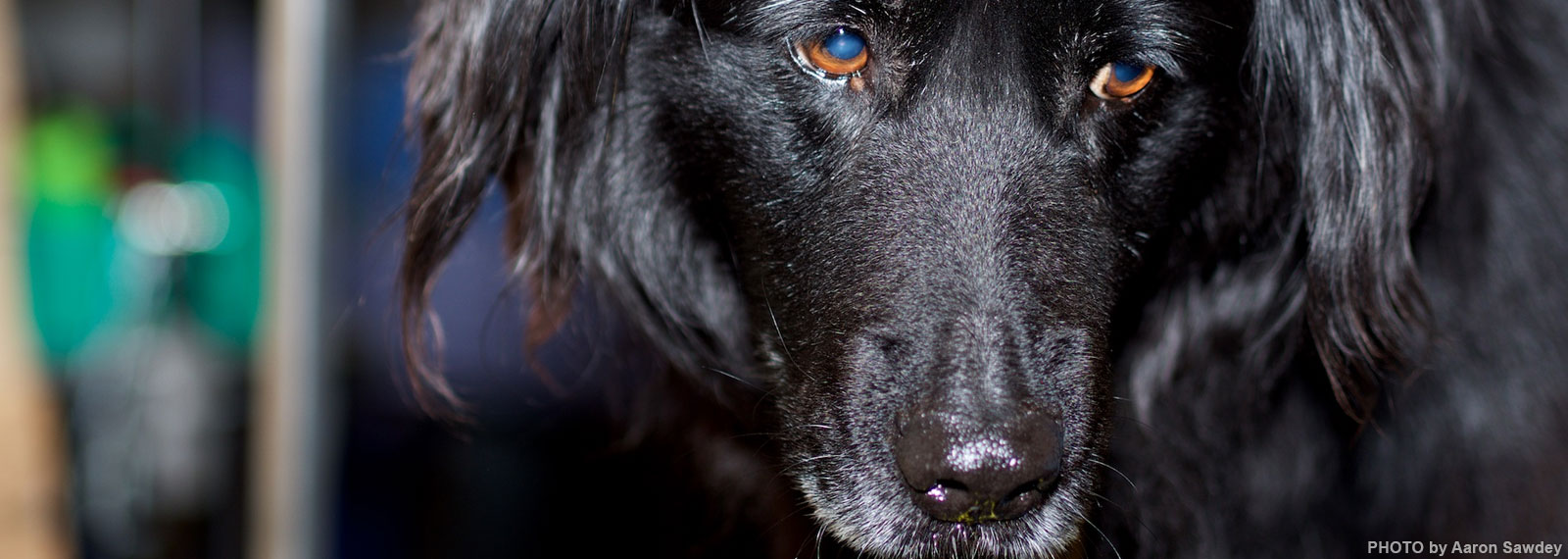 red-lake-rosie-clinic-dog